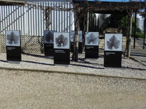 Kangarilla Road Cellar Door